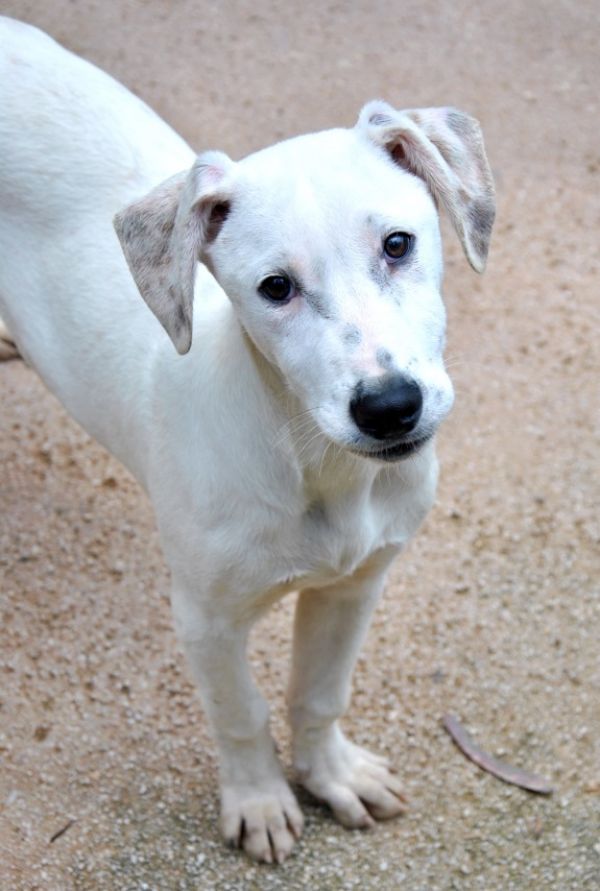 Sonni, cucciolo, appello urgentissimo! Stanotte � stato azzannato