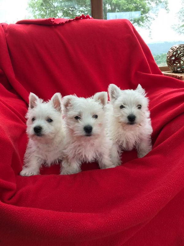 Regalo adorabili cuccioli  West highland terrier bianco femminucce e maschietti disponibili gratuita