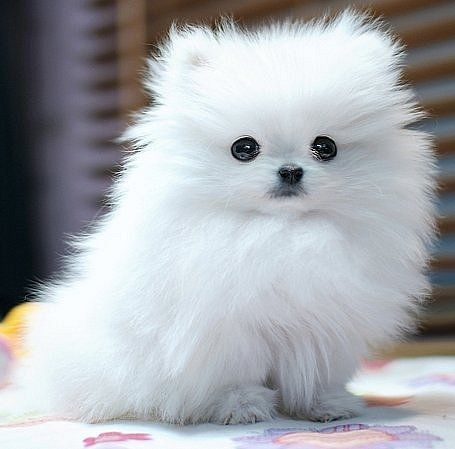  Cuccioli Di Volpino di Pomerania Mini Toy