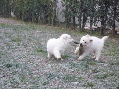 Cucciole  Pastore Svizzero Bianco
