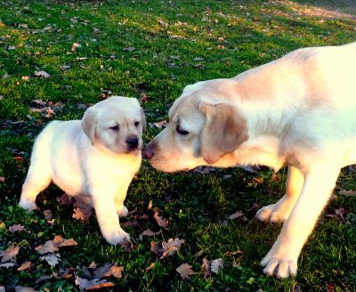 Vendita cuccioli Labrador Retriever