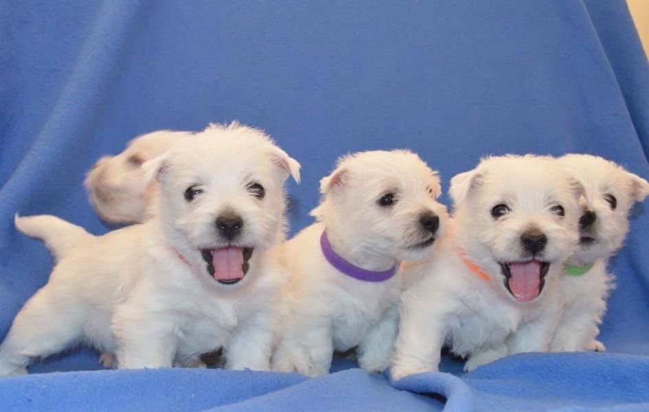 Regalo adorabili cuccioli  West highland terrier bianco femminucce e maschietti disponibili gratuita
