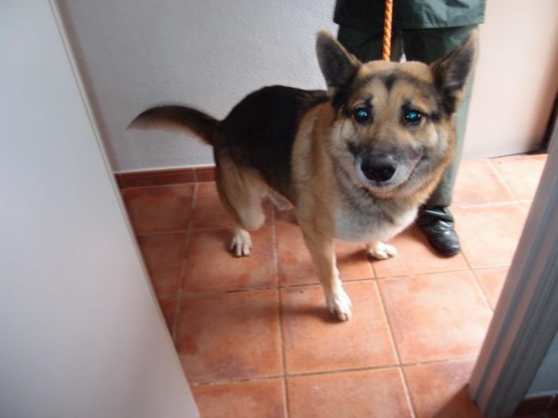 Pastore tedesco puro