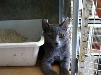 Micia Vittoria cerca casa