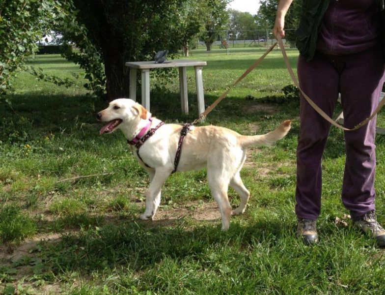 Gaia dolce giovane e affettuosa simil labradorina