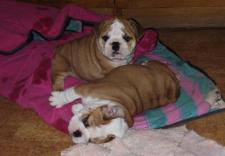 �150  BULLDOG INGLESE CUCCIOLI (Maschietti e Femminucce)