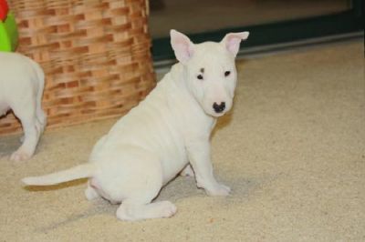 Bellissimi cuccioli di bull terrier!