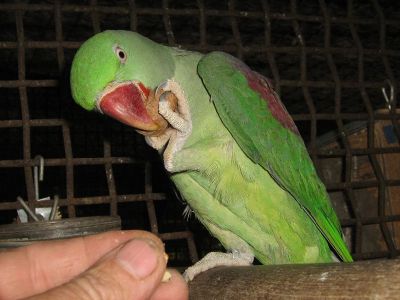 Europanimals import exsport uccelli