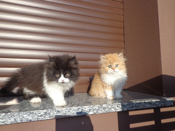 Gattini persiani vari colori