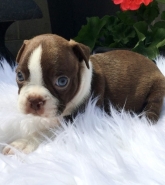 REGALO Cuccioli Boston terrier