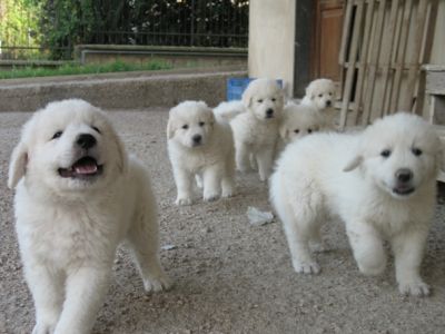 MaremmanoAbruzzesi cuccioli.