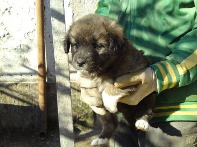 cucciole cercano casa