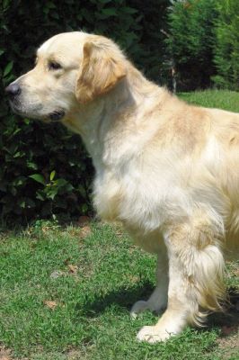 CUCCIOLI GOLDEN RETRIEVER