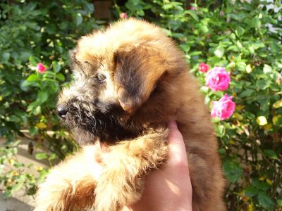 Cuccioli di Soft Coated Wheaten Terrier - pelo anallergico