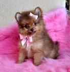 POMERANIA CUCCIOLI - � 160