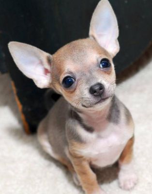  Due vet controllati e carino cerca cuccioli di chihuahua in vendita