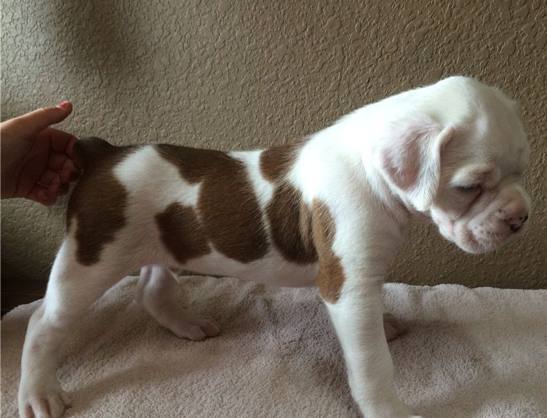 REGALO Estremamente carino cuccioli di boxer per l'adozione Sono a casa sollevati e vasino addestrat