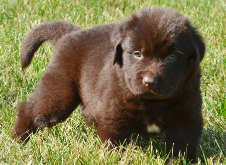 Regalo cuccioli di TERRANOVA