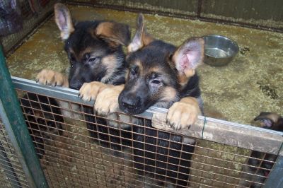 PASTORE TEDESCO CUCCIOLI