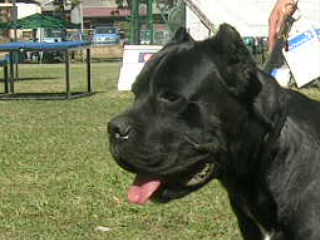 Cuccioli di cane corso