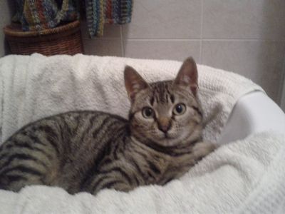 Micia Mira cerca casa