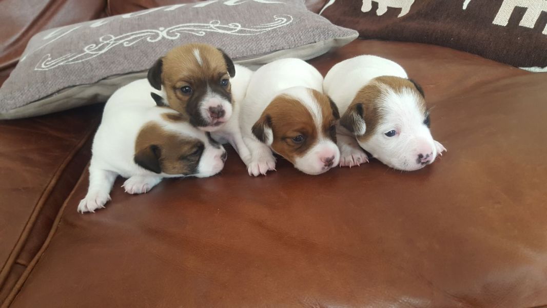 Regalo Jack Russell Terrier Cucciola di Jack Russell Terrier di 3 mesi e mezzo genitori visibili, co