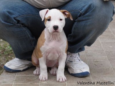 Cucciola di Amstaff da Esposizione