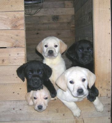 CUCCIOLI  DI  LABRADOR  RETRIEVER