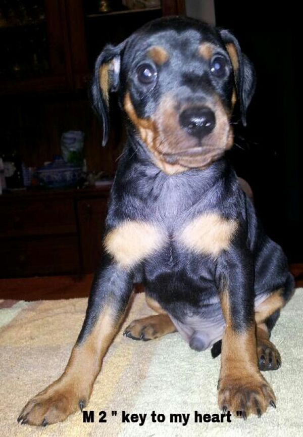 Pinscher nano cuccioli nero focati 