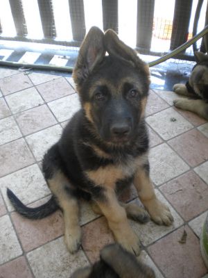 Cuccioli di pastore tedesco 50 giorni vendo