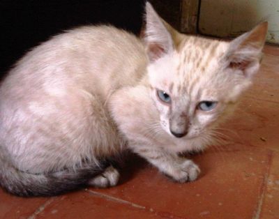 Celeste gattino tipo siamese