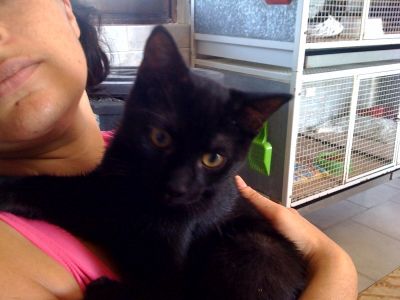 Micio Guido cerca casa