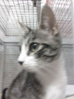 Micia Asia cerca casa