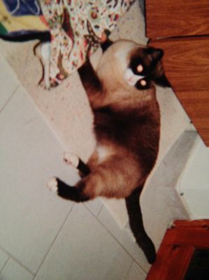 Micio Micio cerca casa