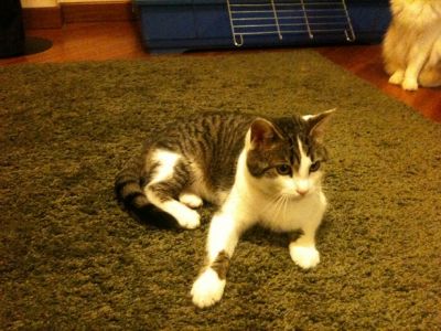 MIcio Castagna cerca casa