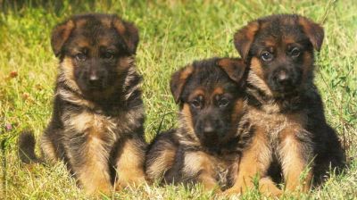 Cuccioli pastore tedesco