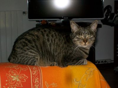 Chicco, gattone tigrato, cerca casa