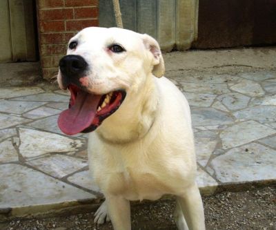 Shakira incrocio dogo