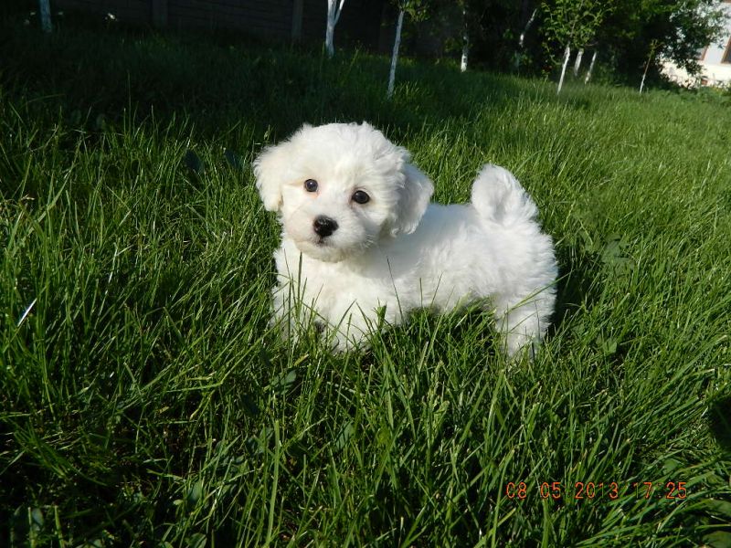 Cuccioli di bichon frise