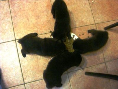 PASTORI BELGA GROENENDAEL