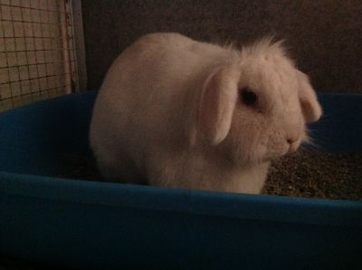 Regalo coniglio ariete