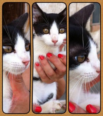 Flora bellissima micina