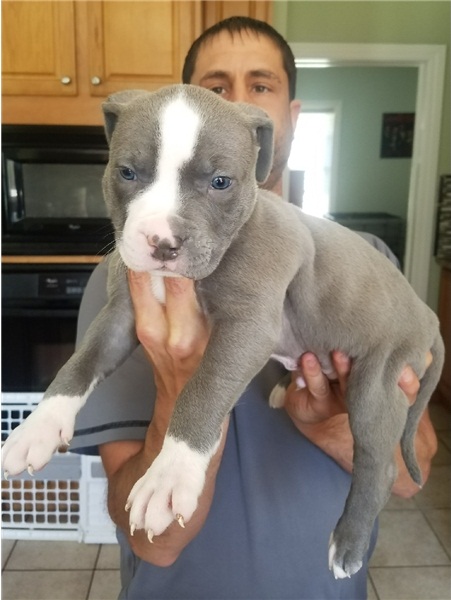 REGALO Bellissimi maschi e femmine PITBULL cuccioli Abbiamo disponibili cuccioli di PITBULL maschi e