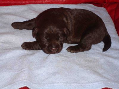 Labrador r. chocolate