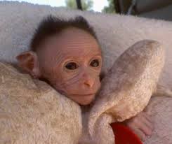  scimmie marmoset pigmeo . 