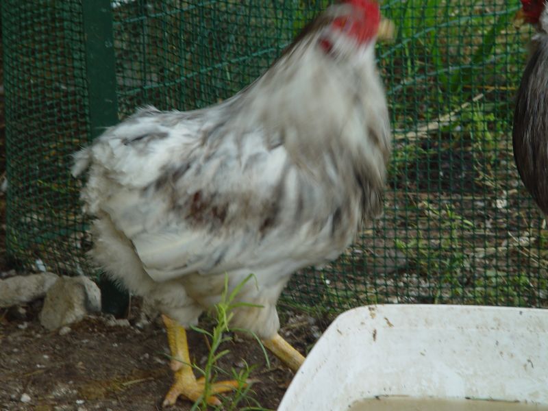 Uova fertili feconde araucana sases serama per incubatrice