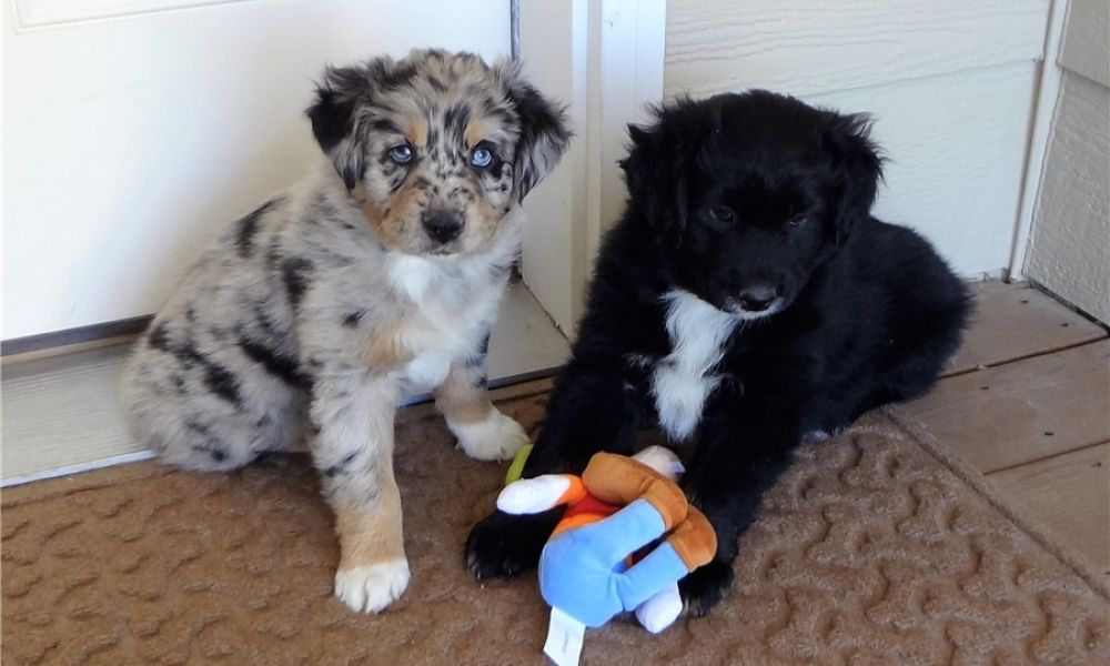 Disponibili cuccioli di pastore australiano per adozione i cuccioli verranno consegnati con microchi