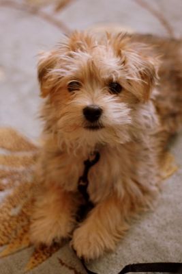 Adorable maltese cuccioli per l'adozione