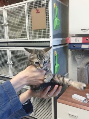 Cuccioli Tigrati Busto Arsizio: Beniamino, Taddeo, Guendalina