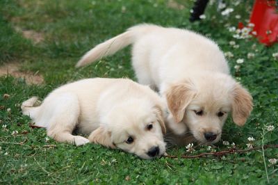 Regalo Golden Retriever Cuccioli
